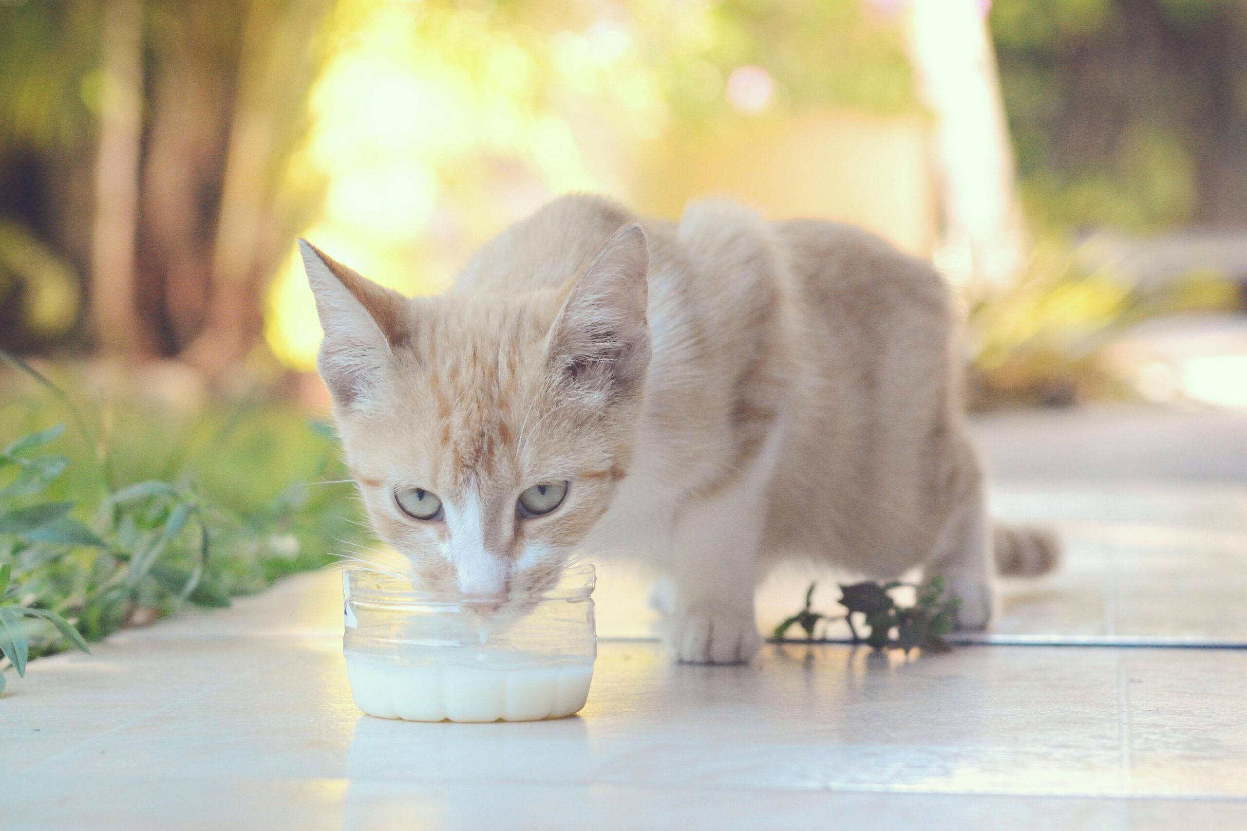 Cats + Milk = A Bad Combo (Here’s a Healthier Option)