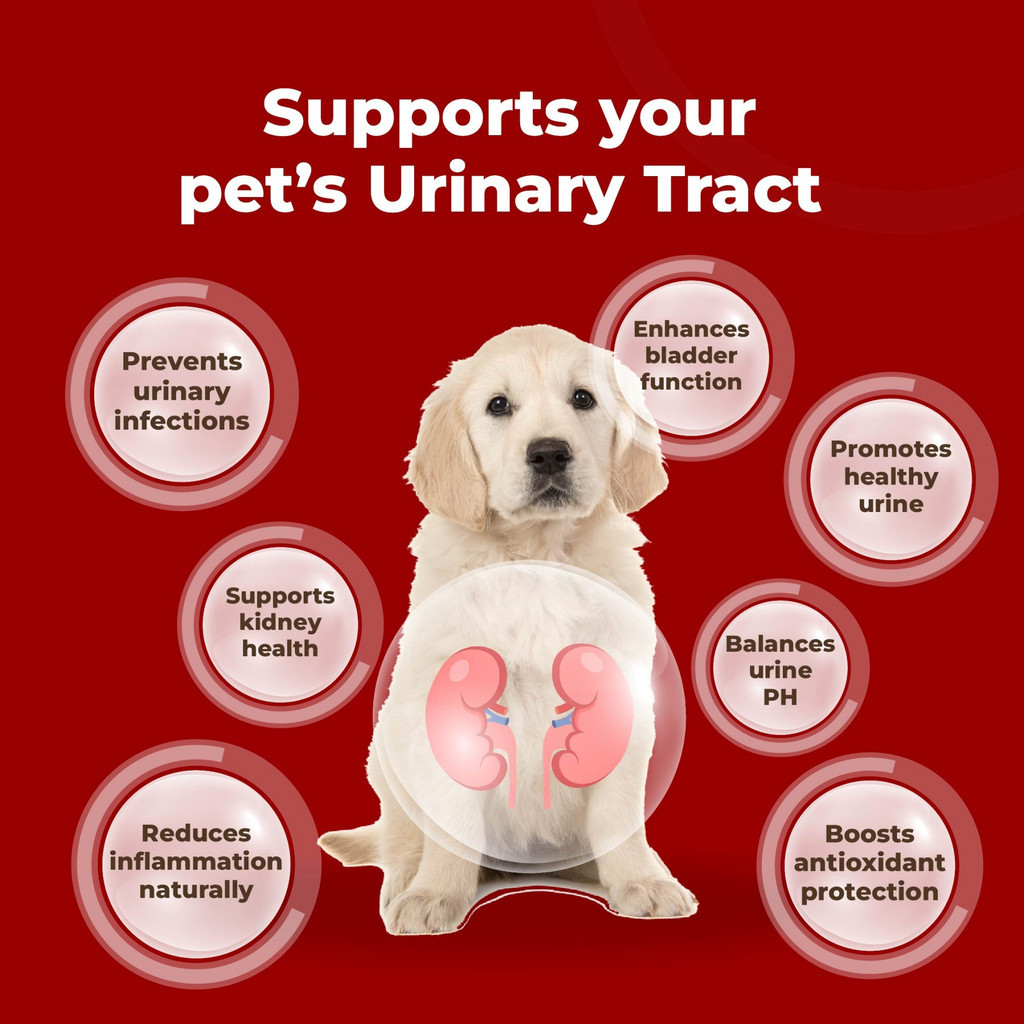 myKazoku Probiotics Gut and Urinary Care 2g x 20 Sachet Digestive UTI Kidney Support for Dogs Cats - Image 5