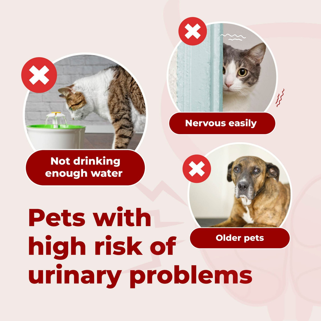 myKazoku Probiotics Gut and Urinary Care 2g x 20 Sachet Digestive UTI Kidney Support for Dogs Cats - Image 6