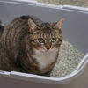 Understanding Feline Urinary Tract Disease : What Every Cat Parent Should Know