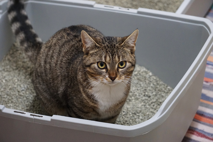 Understanding Feline Urinary Tract Disease : What Every Cat Parent Should Know